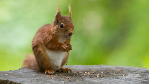 A red squirrel on Brownsea Island, Poole Harbour, Dorset